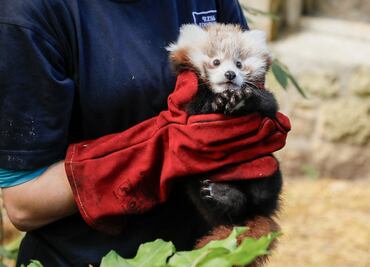 Muere bebé panda rojo en Edimburgo; zoológico lo atribuye a estrés causado por fuegos artificiales