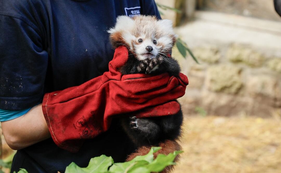 Roxie, la panda rojo bebé, se ahogó con su vómito en la Noche de las Hogueras y los veterinarios creen que esto fue probablemente una reacción de estrés a los fuegos artificiales. Foto: X @EdinburghZoo