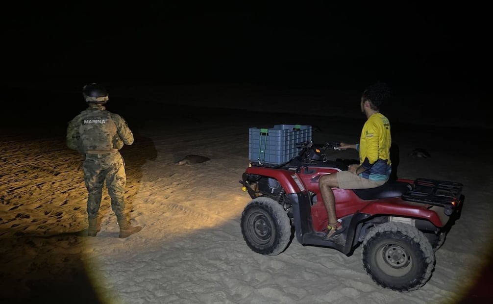 Elementos de la Secretaría de Marina recuperaron dos mil huevos de tortuga golfina, en las costas de Oaxaca. Foto: Semar