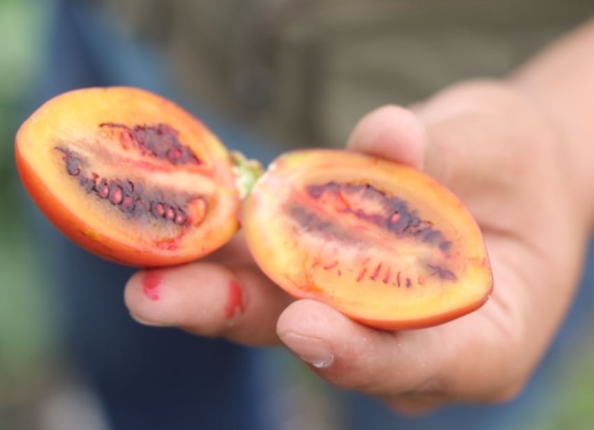Nuevos Horizontes: el huerto que promueve hortalizas y vegetales recién cosechados