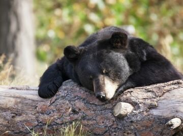 ¿Cuántos años de cárcel pueden dar a quienes maltrataron y mataron a un osezno en Coahuila?