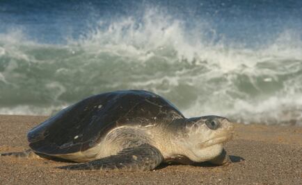 Tortugas eran sacrificadas en ceremonias vinculadas a la fertilidad