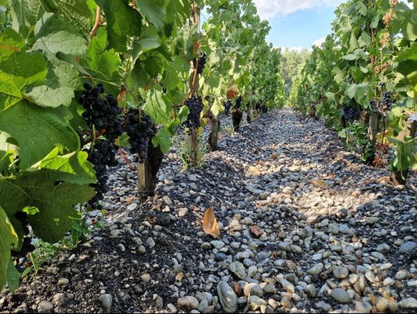 El terruño en Château Haut-Bailly