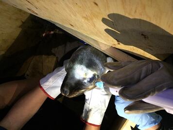 Lobos marinos asegurados en CDMX son llevados a Chapultepec 