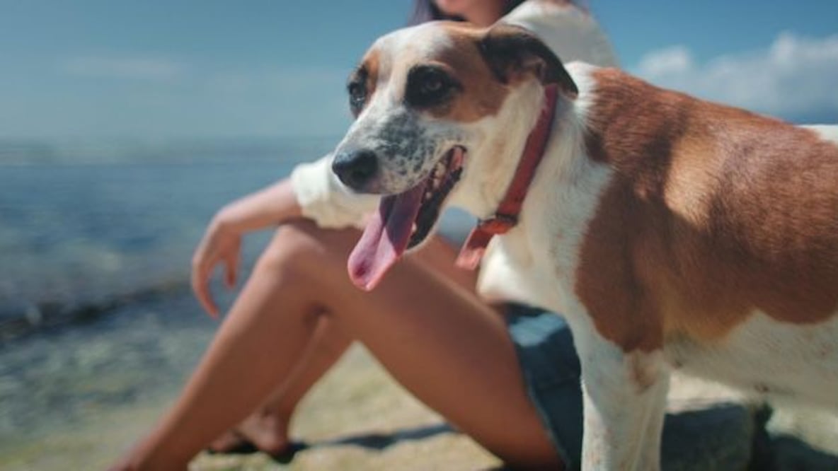 Este fenómeno puede tener consecuencias graves, las cuales afectan especialmente a niños, adultos mayores y animales de compañía.. Fuente: Freepik.