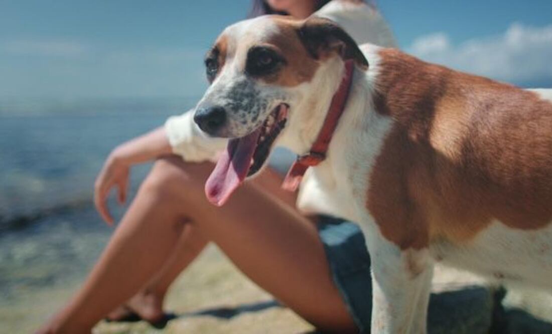 Este fenómeno puede tener consecuencias graves, las cuales afectan especialmente a niños, adultos mayores y animales de compañía.. Fuente: Freepik.