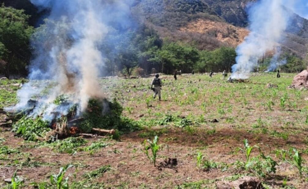 Guardia Nacional localiza y destruye seis plantíos de amapola en Durango