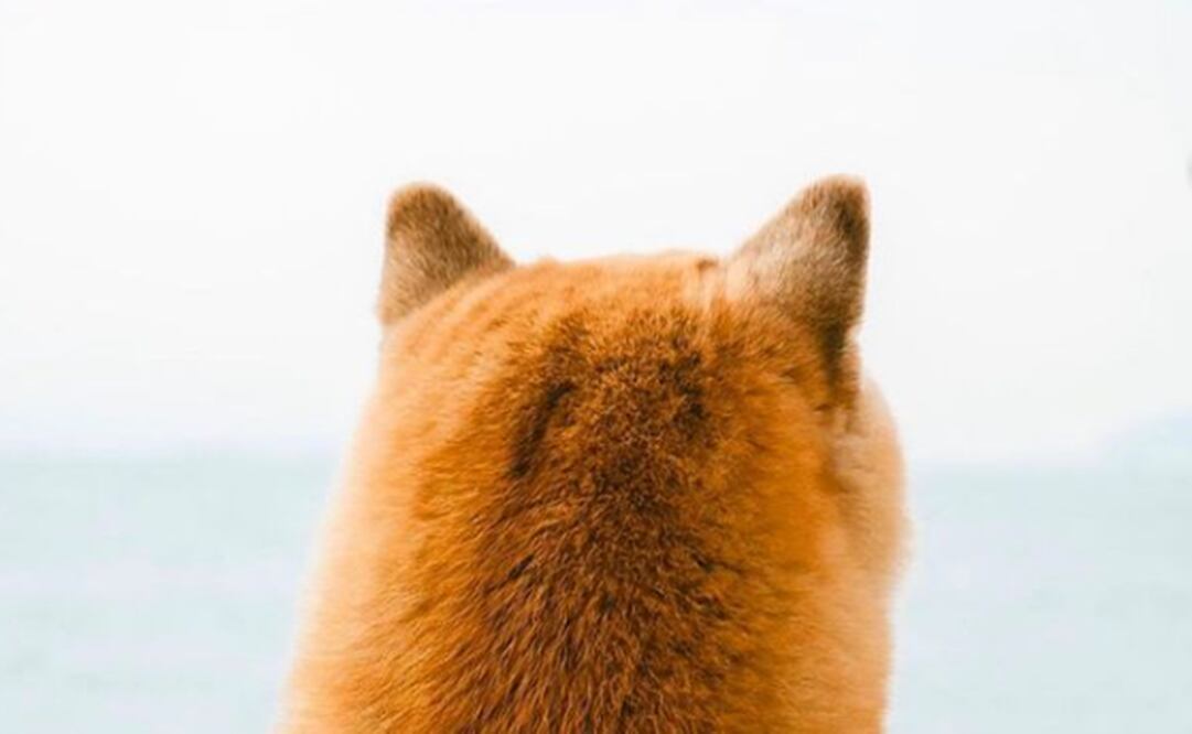 Cheems. Foto: Captura de pantalla