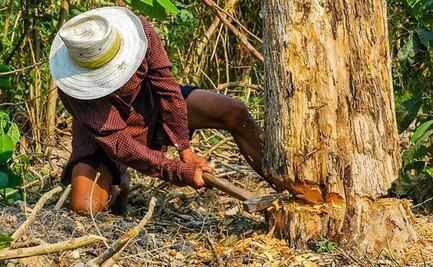 Exigen intervención de la Sedema por tala ilegal en inmediaciones de volcanes del Edomex