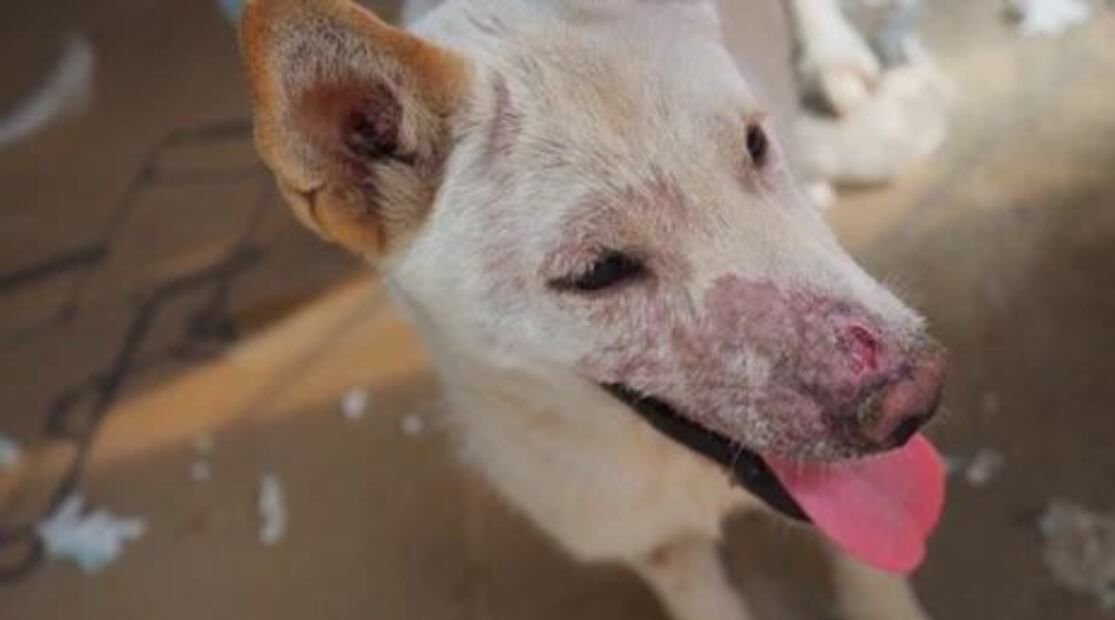 La sarna requiere medicamentos antiparasitarios. Fuente: Freepik.