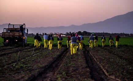 Gobierno de EU anuncia hoy nuevas medidas de protección a trabajadores agrícolas; reformarán visas