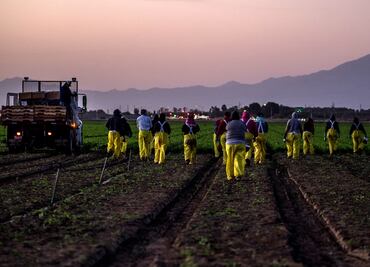 Gobierno de EU anuncia hoy nuevas medidas de protección a trabajadores agrícolas; reformarán visas