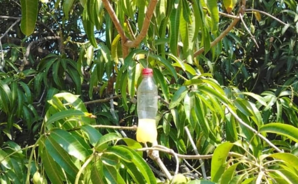 La temporada de exportación termina en mayo en el corredor manguero. | Foto: Especial.