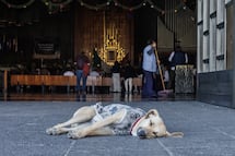 ¿Dónde se ubica el módulo para resguardar perritos peregrinos en la Basílica de Guadalupe?