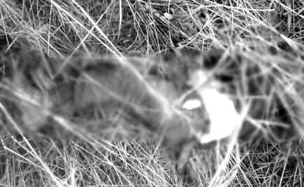 Asesinan a comunero que negociaba pacificación en Oaxaca