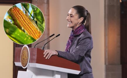 Sheinbaum: analizamos si tema de maíz transgénico puede abordarse en T-MEC; reitera que busca prohibirlo en la Constitución