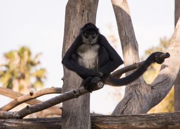 Zoológicos de Chapultepec, San Juan de Aragón y Los Coyotes reabrirán el próximo martes