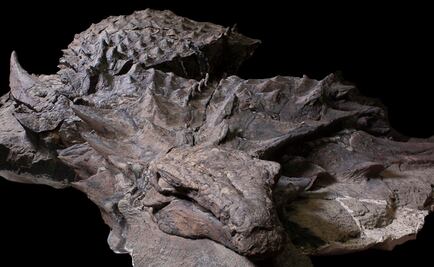 Describen a detalle al dinosaurio mejor conservado