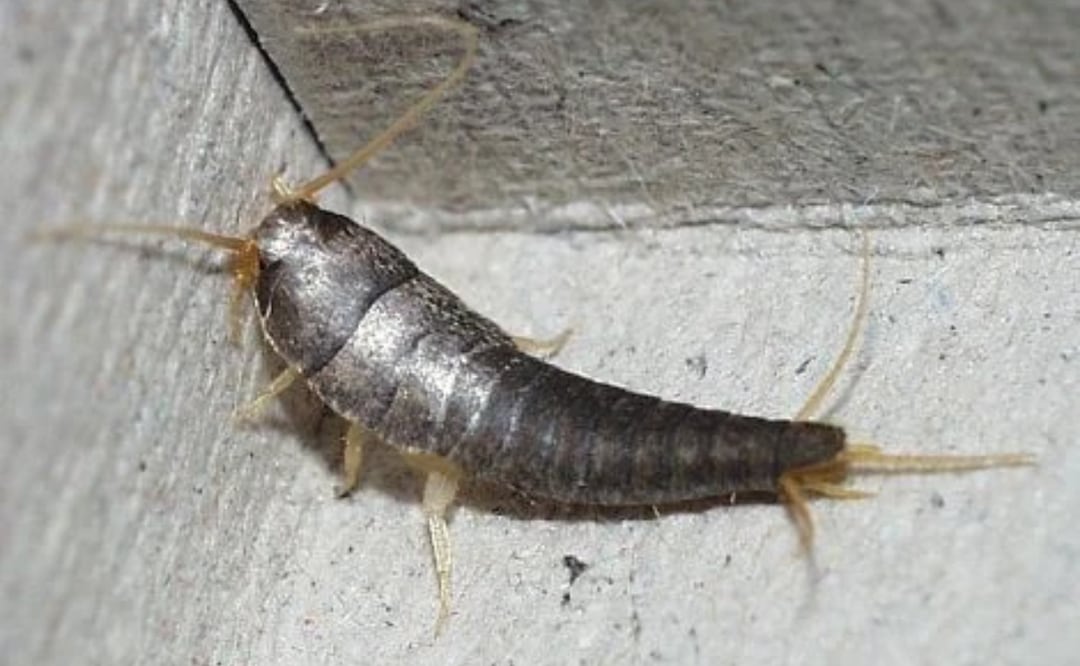 Los pececillos de plata son pequeños insectos que pueden convertirse en una gran molestia para cualquier hogar.
Foto: Pixabay