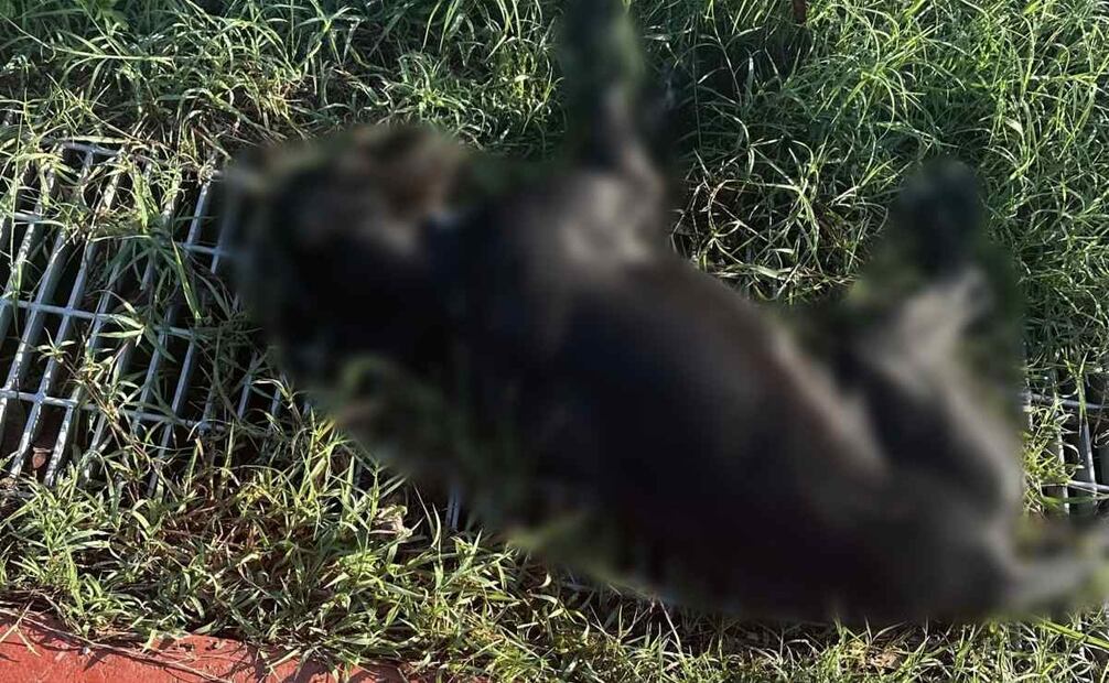 Al lugar de los hechos arribaron agentes de la Policía Estatal y de la Fiscalía General del Estado para llevarse los cadáveres (09/09/2025). Foto: Especial