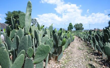 Ponen en marcha planta generadora de biogás a base de nopal en Michoacán