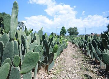 Ponen en marcha planta generadora de biogás a base de nopal en Michoacán