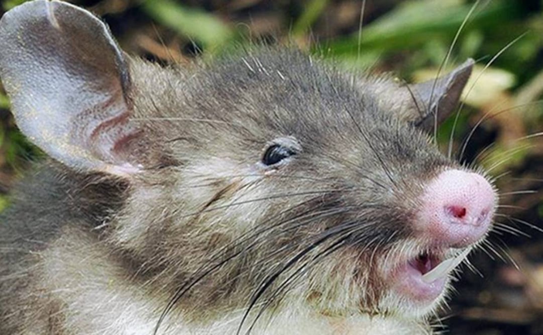 Tiene un hocico alargado, plano y rosáceo parecido al de los cerdos. Foto: EFE