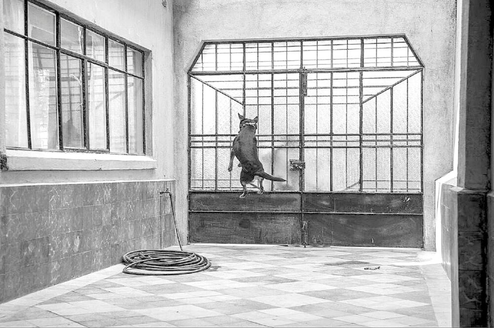 Todas la escenas fueron filmadas con el mismo perro. Foto: NETFLIX 