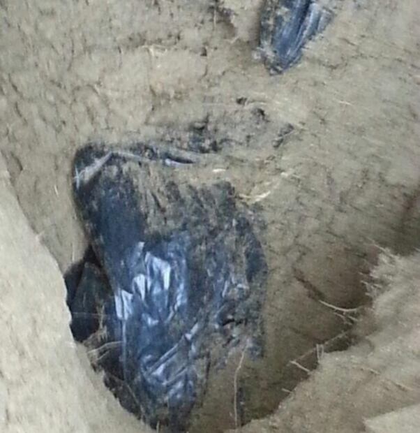 Un mundo de sangre, de fluidos, de gusanos blancos