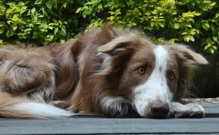 Calor en México; ¿le puedo dar suero a mi perro para que no se deshidrate?