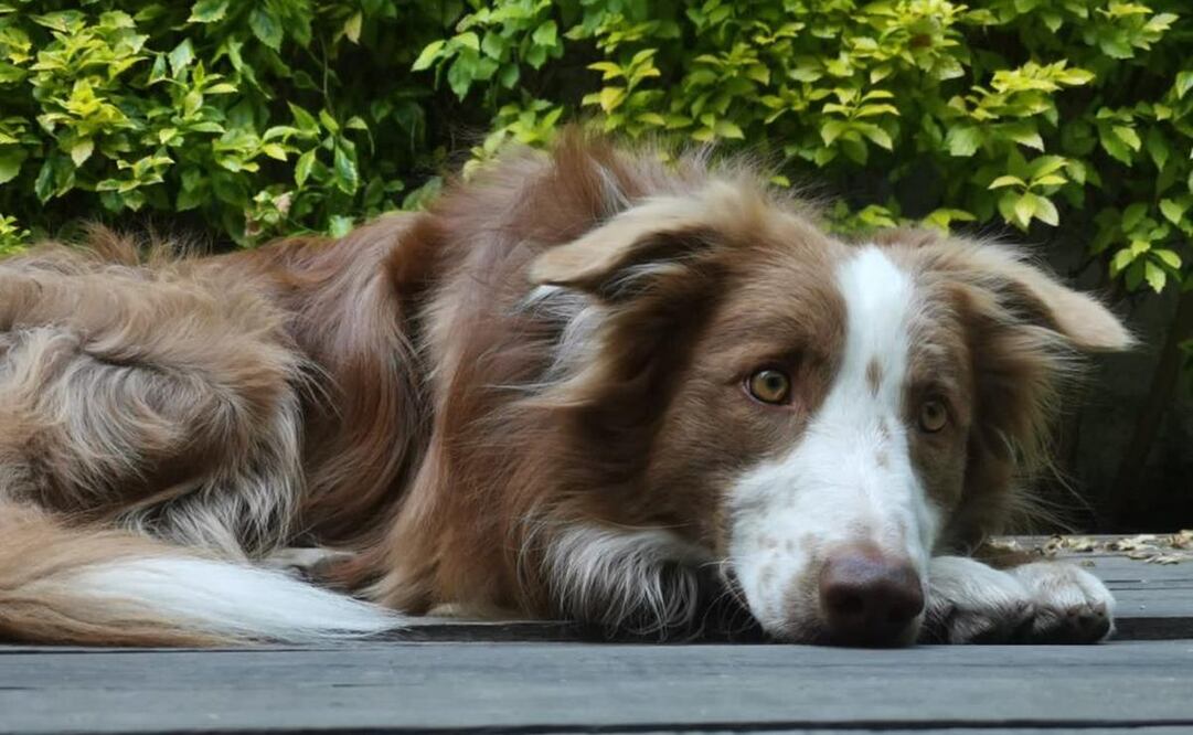 Cómo evitar que tu perro tenga una crisis por deshidratación. Fotos: Edwin Hernández