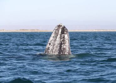 Se duplica el número de ballenas azules en BCS