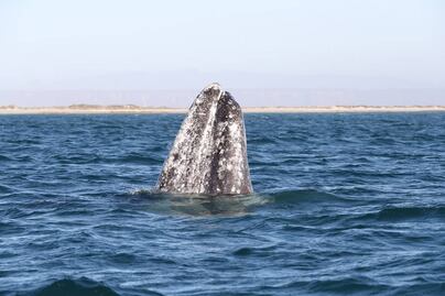 Se duplica el número de ballenas azules en BCS
