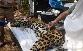 Recapturan a jaguar “Adelita” en Tamaulipas; le hacen estudios y la liberan