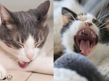 Conoce el motivo por el que tu gato ronronea y muerde, según psicóloga felina