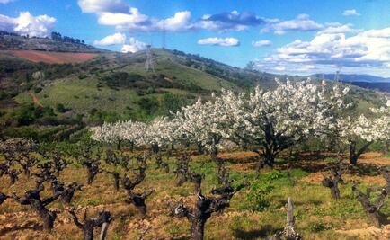 Un vino hecho para la guerra