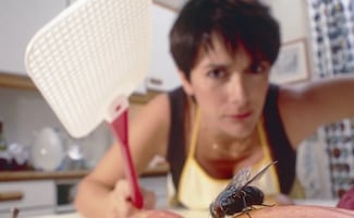 ¿Cansado de las moscas?; 5 métodos naturales y efectivos para eliminarlas en tu hogar