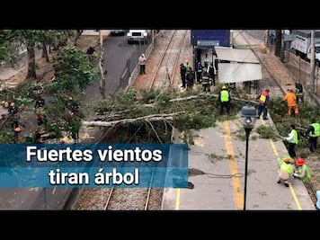 Árbol interrumpe servicio en Tren Ligero