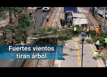 Árbol interrumpe servicio en Tren Ligero