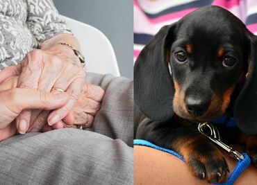 Adultos mayores y mascotas: Estilo de vida impulsa nuevos segmentos de negocio para franquicias