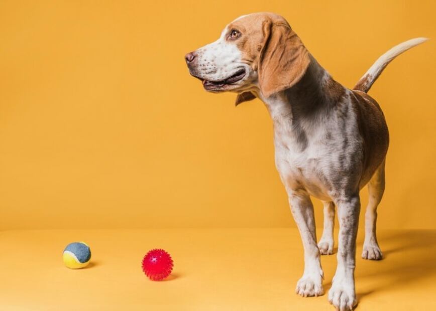 Pelotas para perros. Fuente: Freepik