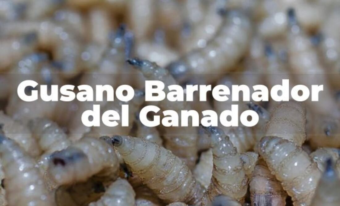 Gusano barrenador del ganado. Foto: Secretaría de Agricultura y Desarrollo Rural