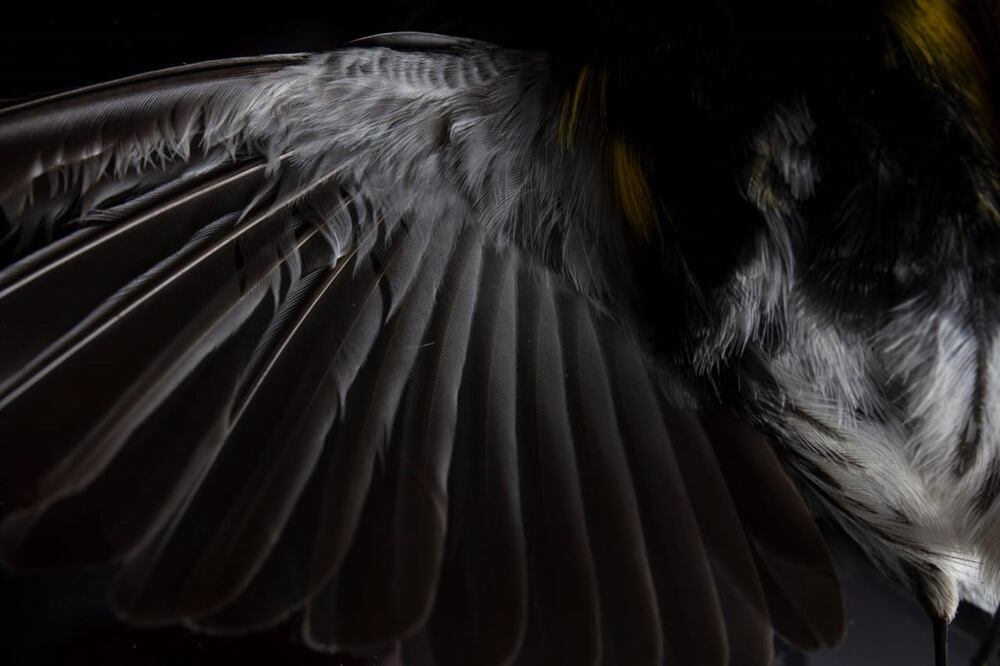 La gente suele confundir la leyenda del Hombre Pájaro con la del Chupacabras. Foto: Istock