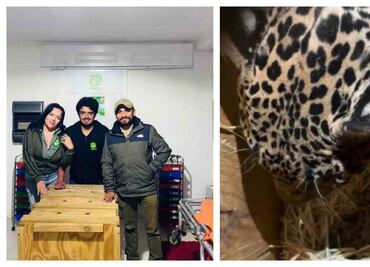 VIDEO: Rescatan a jaguar en malas condiciones que deambulaba en carretera de Pachuca