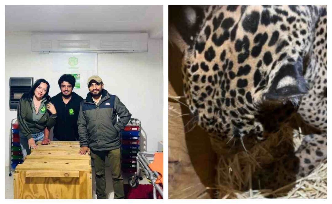 La presidenta de la fundación Invictus, Erika Ortigoza y un equipo multidisciplinario realizaron el rescate del animal. Foto: Especial