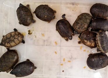 Vinculan a proceso a hombre que viajaba con tres mil 445 tortugas pequeñas pavo real en Chiapas