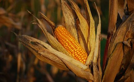 INAH revela nuevos datos sobre la aparición del maíz en el Valle de Tehuacán