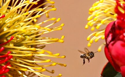 La abeja que se reproduce virginalmente por un gen