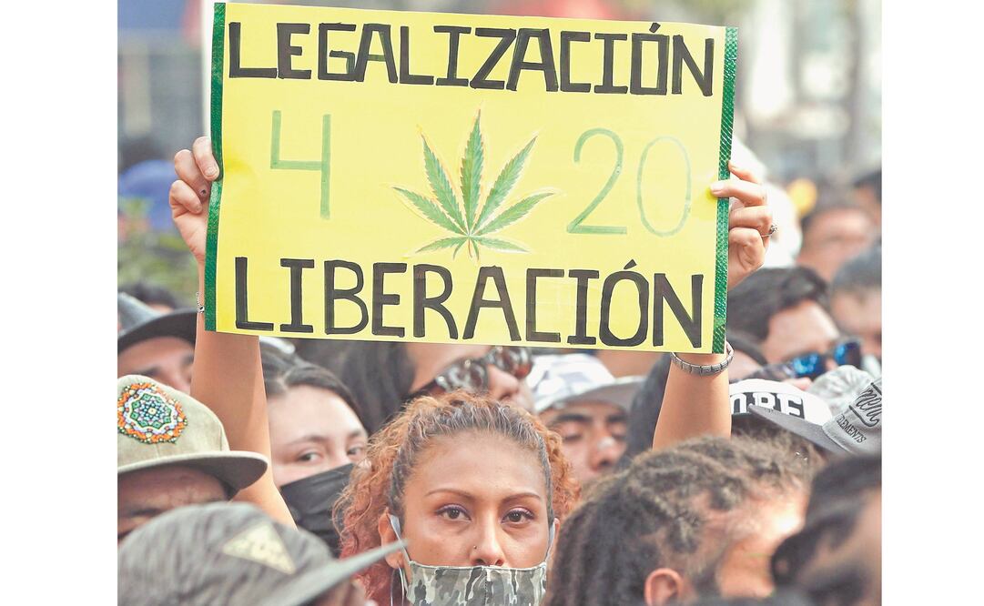 Senado tiene hasta el 30 de abril para regular el cannabis. Foto: Archivo/ El Universal.