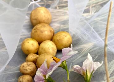 3 mascarillas caseras con papa para tener un cutis radiante
